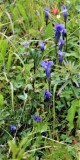 Gentian