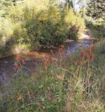 Western Sweetroot