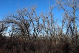 Plains Cottonwoods