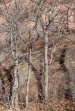 Straight Trunks; Curved Shadows