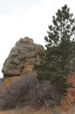 Ponderosa Pine