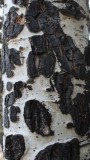 Aspen Bark