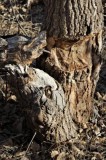 Long-ago Beaver Work