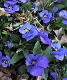 Violets!