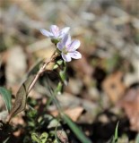 Western Spring Beauty in April