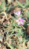 Crane's Bill, Filaree Erodium cicutarium