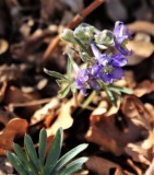 A Larkspur