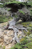 Monterey Cypress