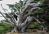 Monterey Cypress