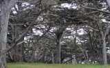Monterey Pine Forest