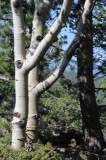 A Pair of Aspens