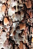 Bark on a Spruce