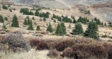 A Forest Regenerating