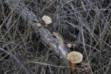 Fungi