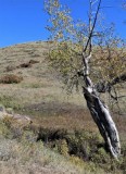 A Lonely Populus