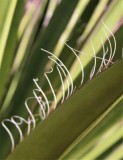 I Love Lines!