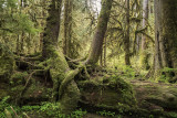 Hoh Rain Forest
