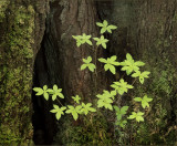 Rain Forest Detail