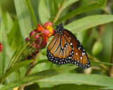 BUTTERFLIES AND MOTHS