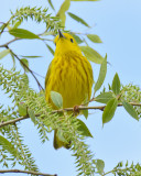 YELLOW WARBLER