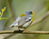 NORTHERN PARULA