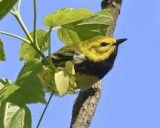 BLACK-THROATED GREEN WARBLER