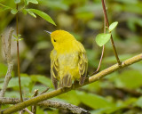 YELLOW WARBLER