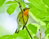 BLACKBURNIAN WARBLER