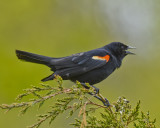 BLACKBIRDS, ORIOLES