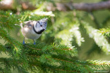 Oiseaux-Birds