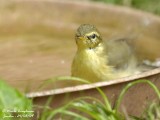CHIFFCHAFF - PHYLLOSCOPUS COLLYBITA - POUILLOT VELOCE