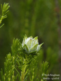 Bruyère Erica scoparia et sa galle Dasineura ericae scopariae - Galle en artichaut