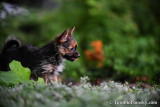 Teacup Pomeranian Yorkshire Terrier puppy