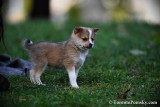 Small grey male Pomsky puppy