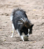 Older Pomsky pups/young adults