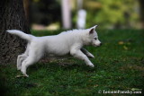 Blue eyed white female Pomsky