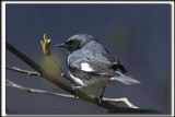 PARULINE BLEUE / BLACK-THROATED BLUE WARBLER