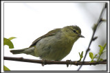 PARULINE OBSCURE / TENESSEE WARBLER