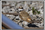 PLUVIER KILDIR / KILLDEER PLOVER