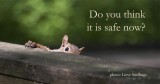 squirrels