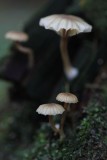 Small