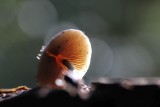 Small