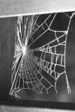 Spider Silk