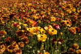 fauna_and_flora