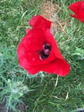 In our Garden