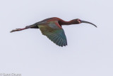 ibis