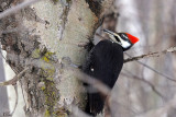 Grand pic (femelle) - Pileated woodpecker