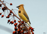Jaseur d'Amérique - Cedar waxwing
