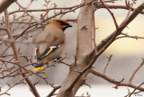Jaseur boréal - Bohemian Waxwing