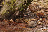 Jaseur boréal - Bohemian Waxwing